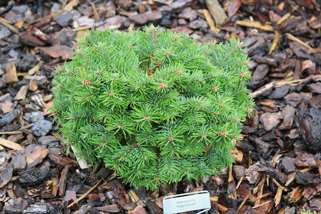 Abies procera 'Hupps Dwarf'